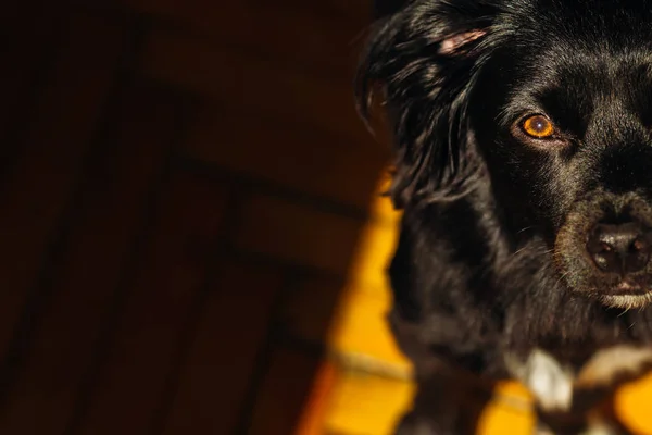 Halfkop Van Een Zwarte Hond Die Een Houten Vloer Met — Stockfoto