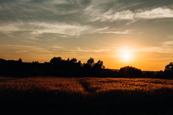 поле с пшеницей и деревьями на заднем плане, которые освещают солнце перед закатом

