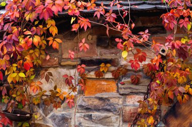 tuğla duvarın arka planda sarı ve kırmızı yaprakları sarılmak dalları