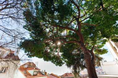 Lisbon, Portekiz - 20 Ocak 2018 büyük iğne yapraklı ağaçlar ve binaların çatıları kırmızı taşıyla kaplı