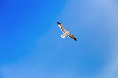 Büyük beyaz bir martı kanatlarını açtı ve bulutsuz mavi gökyüzünün arka planında uçtu.