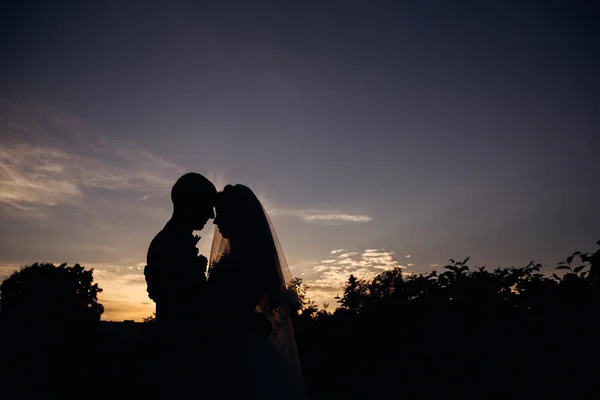 The silhouettes of the newlyweds lean to each other. bride and g — ストック写真