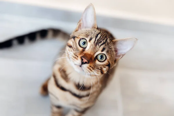 Portret van een Bengaalse kat die zit en naar de camera kijkt. bovenaanzicht — Stockfoto