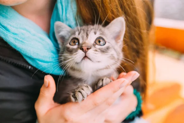 Malé Koťátko Vzhlíží Dívka Drží Kočku Náručí — Stock fotografie