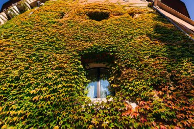Şehir merkezinde sarmaşıkla kaplı cephedeki pencere.