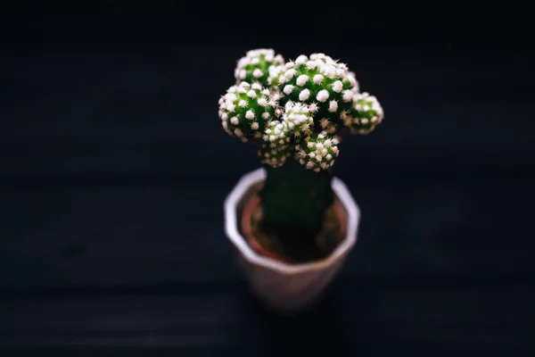 Kleine Cactus Pot Zwarte Achtergrond — Stockfoto