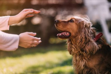 Kadın eli ve köpek güneş ışığında çimenlik