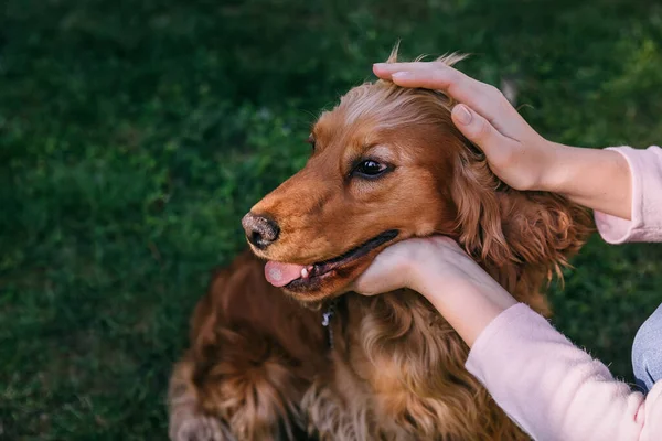 Female Hands Petting Spaniel Dog — Stock Photo, Image