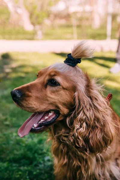 Inglês Cocker Spaniel Com Gravata Cabelo Sentado Grama Livre — Fotografia de Stock