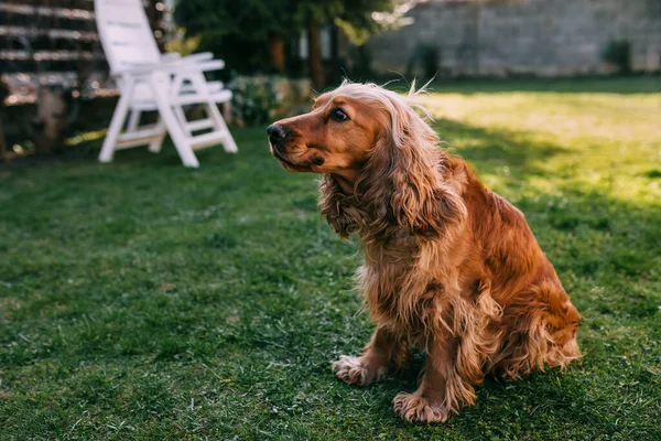 かわいい純血犬は裏庭の緑の草の上に座っています — ストック写真