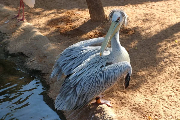 Pelican dans le zoo — Photo