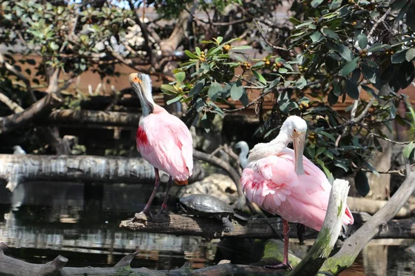 Oiseaux roses dans le zoo — Photo