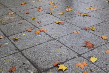 Sonbahar yaprakları yerde.