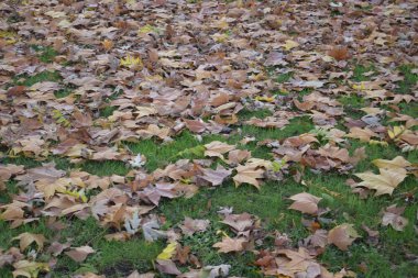 Parkta yeşillik var. Akçaağaç yapraklarından sonbahar yaprakları.