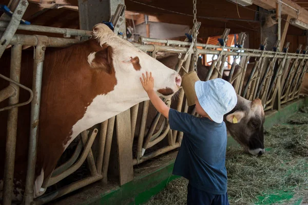bir çocuk istikrarlı bir besleme ve inekler ve boğa ile oynama