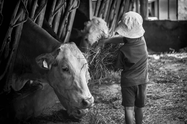 Uma criança em um estábulo está alimentando e brincando com vacas e touros — Fotografia de Stock