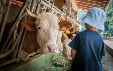 bir çocuk istikrarlı bir besleme ve inekler ve boğa ile oynama