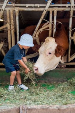 bir çocuk istikrarlı bir besleme ve inekler ve boğa ile oynama
