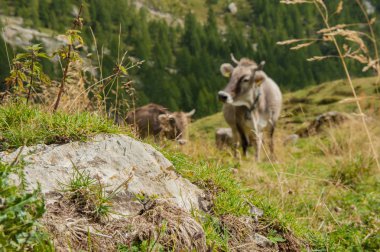 İnekler yaylacılıktan sırasında