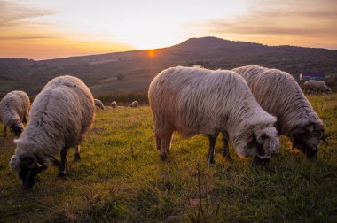 Romanya tepelerde batımında koyun sürüsü