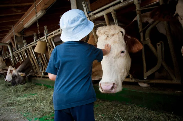 馬小屋で子供を餌と牛や雄牛と遊ぶ — ストック写真