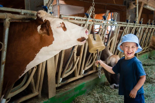 bir çocuk istikrarlı bir besleme ve inekler ve boğa ile oynama