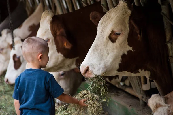 Un niño en un establo está alimentando y jugando con vacas y toros —  Fotos de Stock