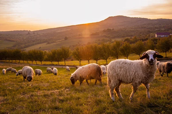 Romanya tepelerde batımında koyun sürüsü
