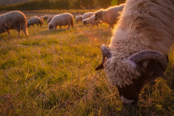 Стадо овец на закате на холмах Румынии — стоковое фото