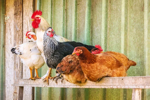 Um galo com algumas galinhas — Fotografia de Stock