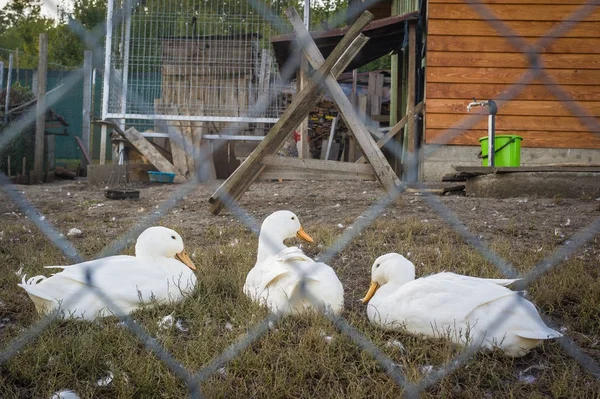 Patos detrás de una valla —  Fotos de Stock