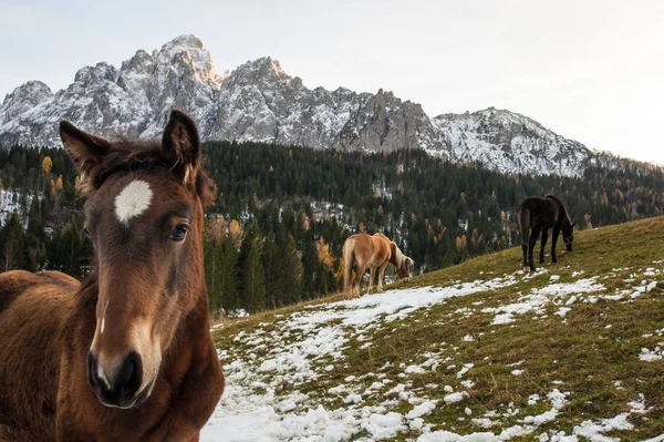 山上的马烧草 — 图库照片