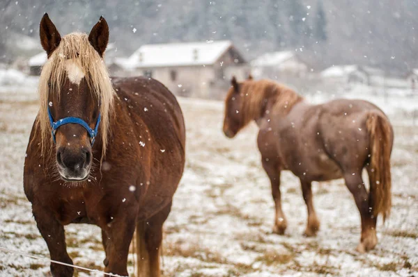 雪下的马 — 图库照片