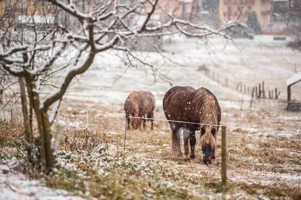 质朴的风景, 雪下的马 — 图库照片