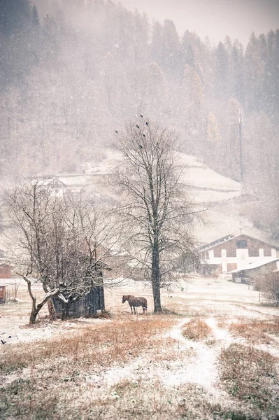 rustic landscape, horses under the snow