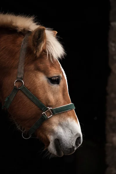 Horse portrait, head — Stock Photo, Image