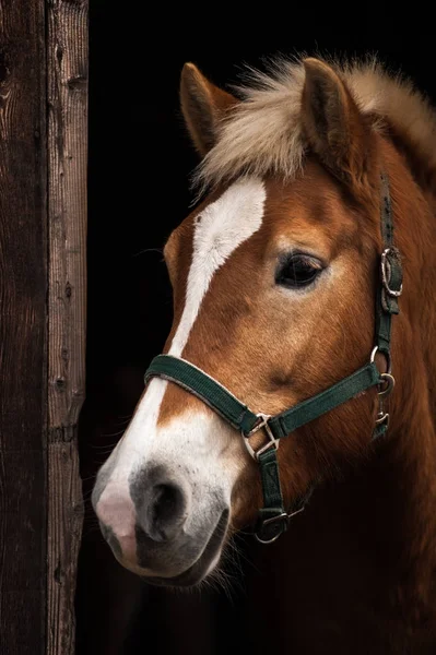 Horse portrait, head — Stock Photo, Image