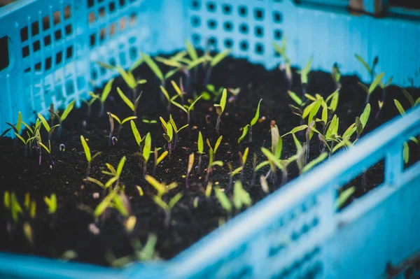 Tomates Semées Dans Une Boîte Plastique Bleu — Photo