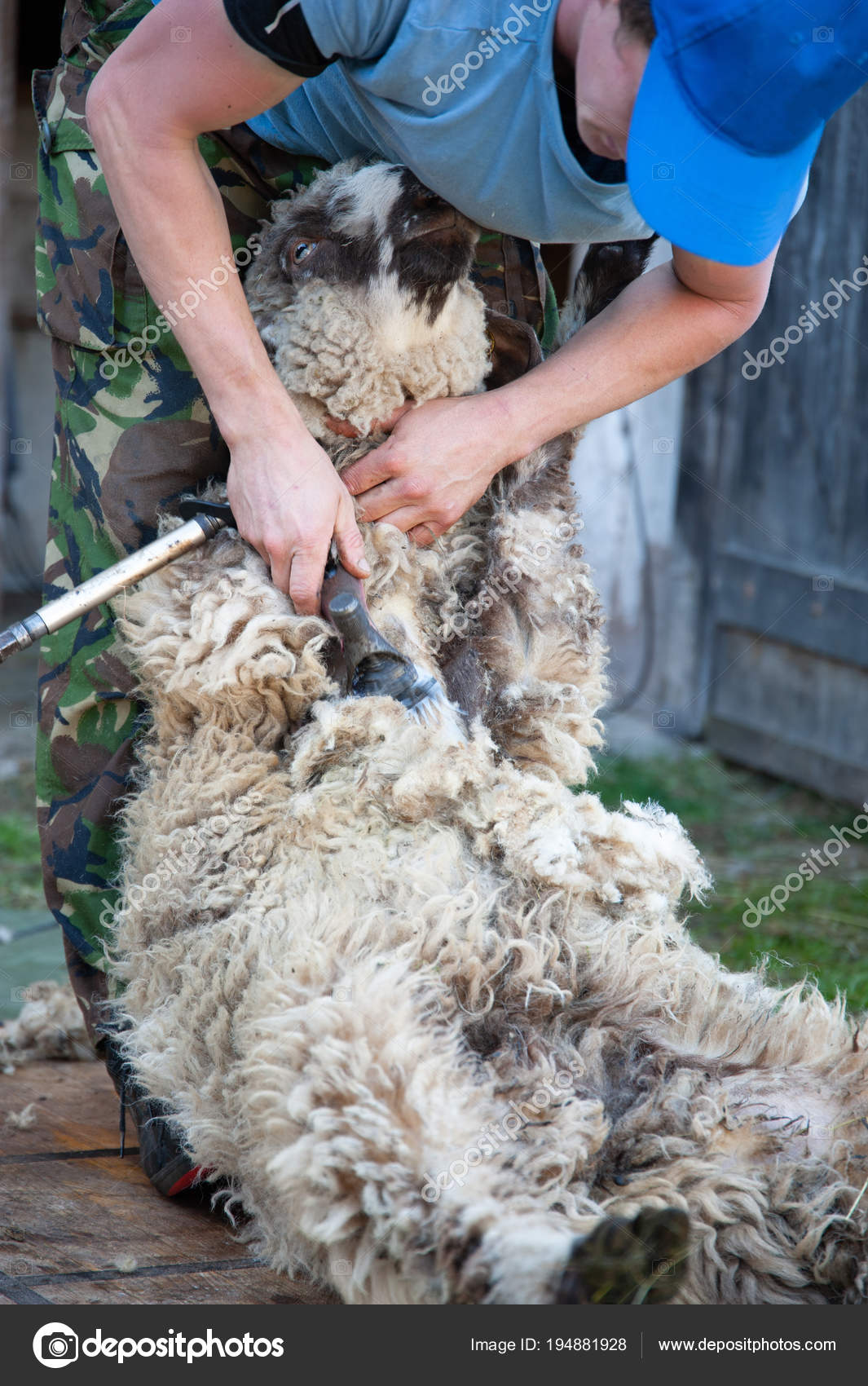 Shearing wool from a ram — Stock Photo © stefanocarella 194881928