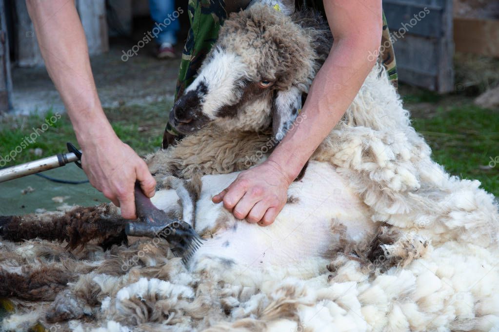 Shearing wool from a ram — Stock Photo © stefanocarella 194881982