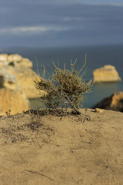 Abstract plant on the rocks with sea view
