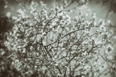 Beyaz çiçekler ve ağaçlar vintage film gri tonlamalı resim üzerinde