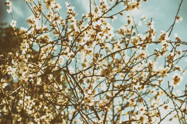 Instagram bahar beyaz çiçekler ve ağaçlar colurful resim üzerinde