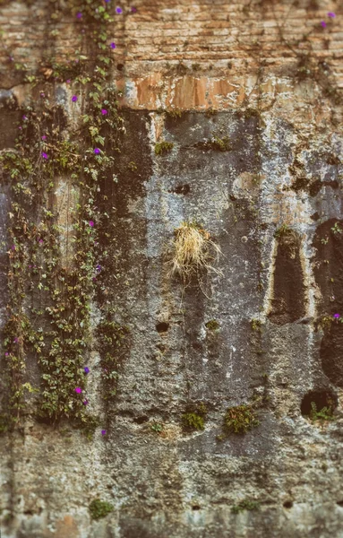 Vintage tuğla eski duvar renkli doku ile arka plan bitki ve çiçekler