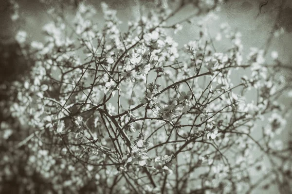 Witte Bloemen Bomen Vintage Film Grijswaarden Foto — Stockfoto