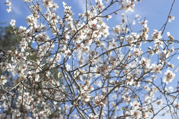 Instagram bahar beyaz çiçekler ve ağaçlar colurful resim üzerinde