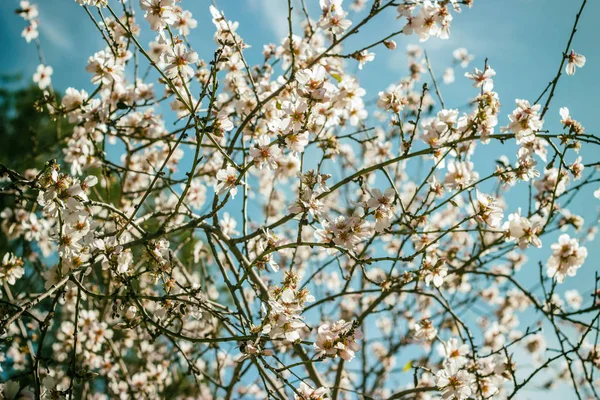 Instagram bahar beyaz çiçekler ve ağaçlar colurful resim üzerinde