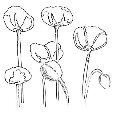 vektör haşhaş buketi kroki soyut Hat sanatı 