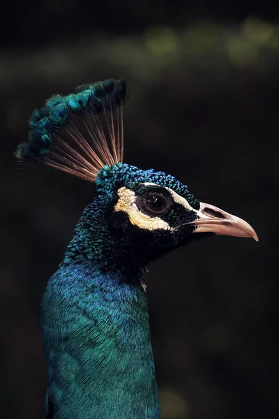 Peacock head - close up — Stock Photo, Image
