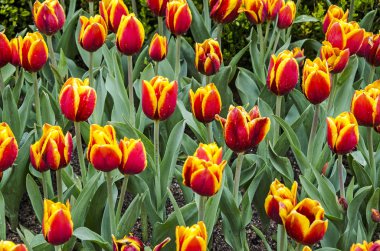 Lale çiçek Lale bahçesinde su damlaları ile